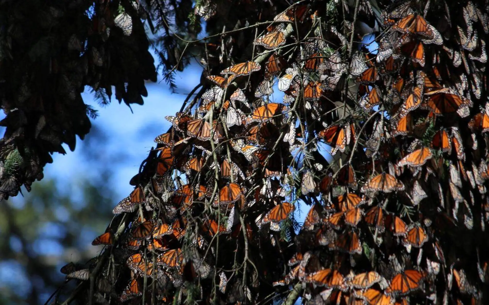 Mariposa Monarca  3